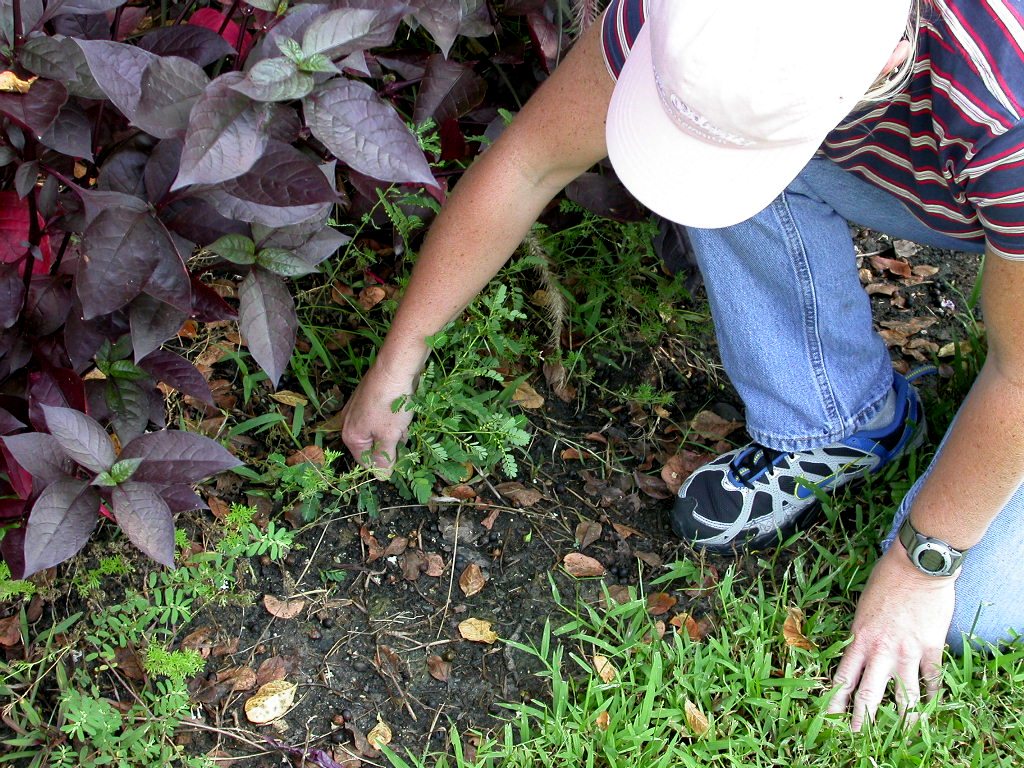 Very Basic Weed Control