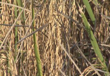 Louisiana farmers harvest rice ratoon