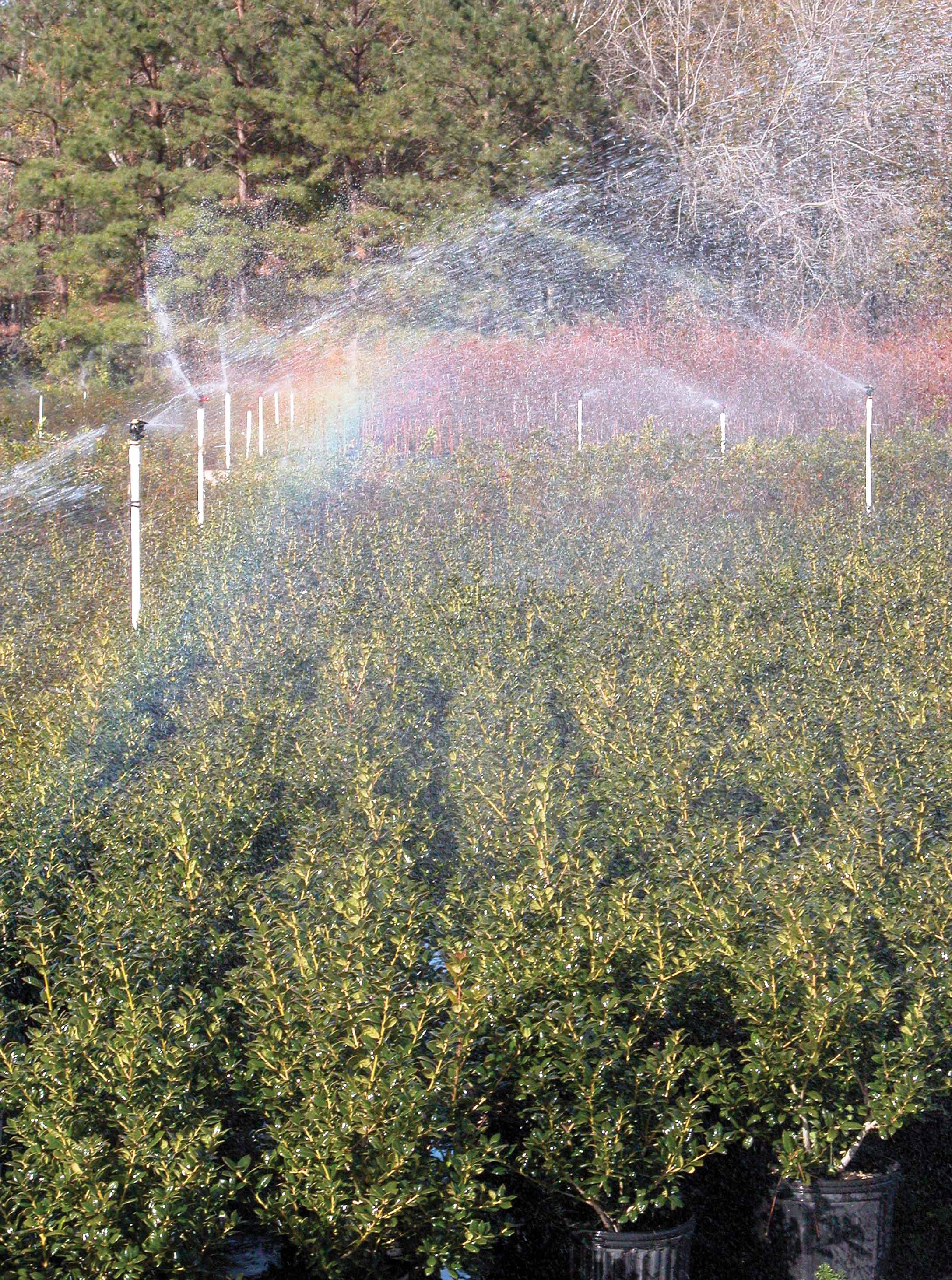 Louisiana nurseries face challenges following Hurricane Laura 