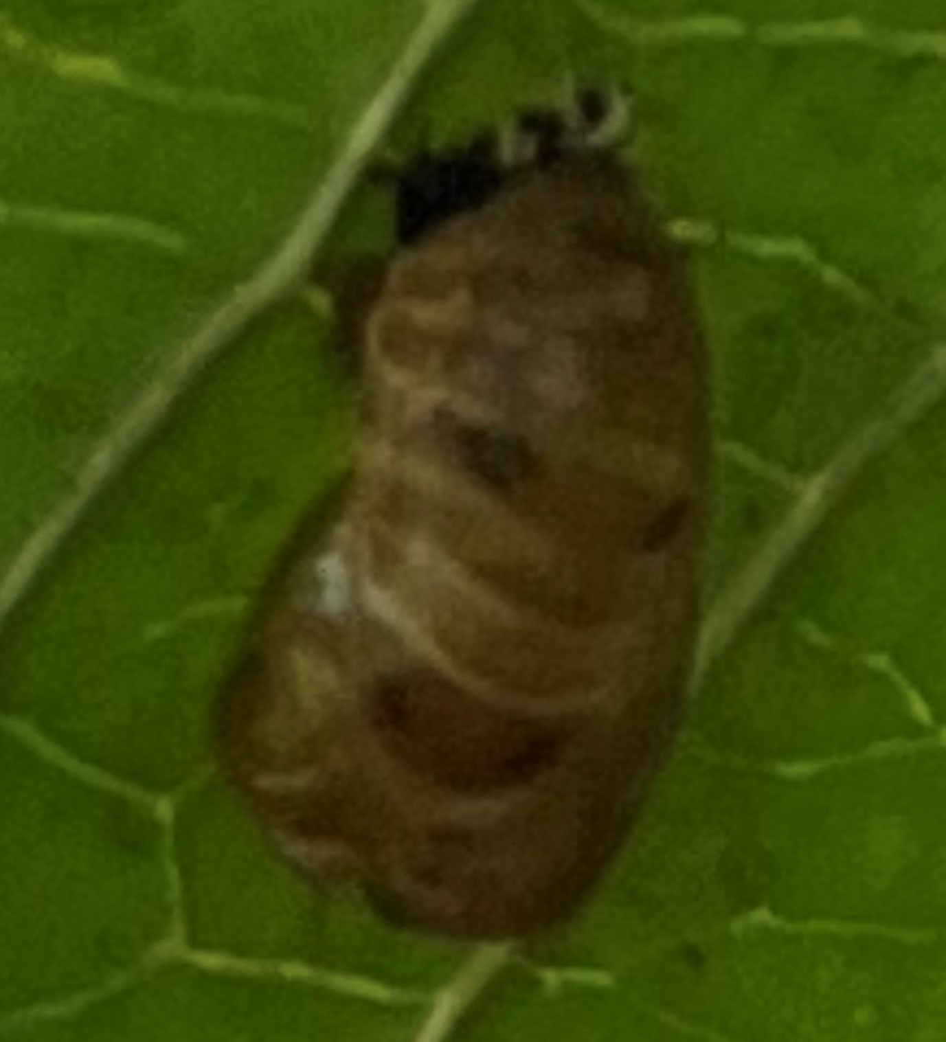 817_fig_2_ladybug_pupajpg