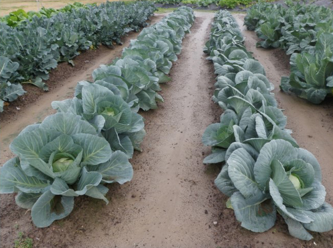 Roots, Shoots, Fruits & Flowers: Sap-feeding Insects, Young Ladybeetle, Grasshopper ID & Fall Cabbage