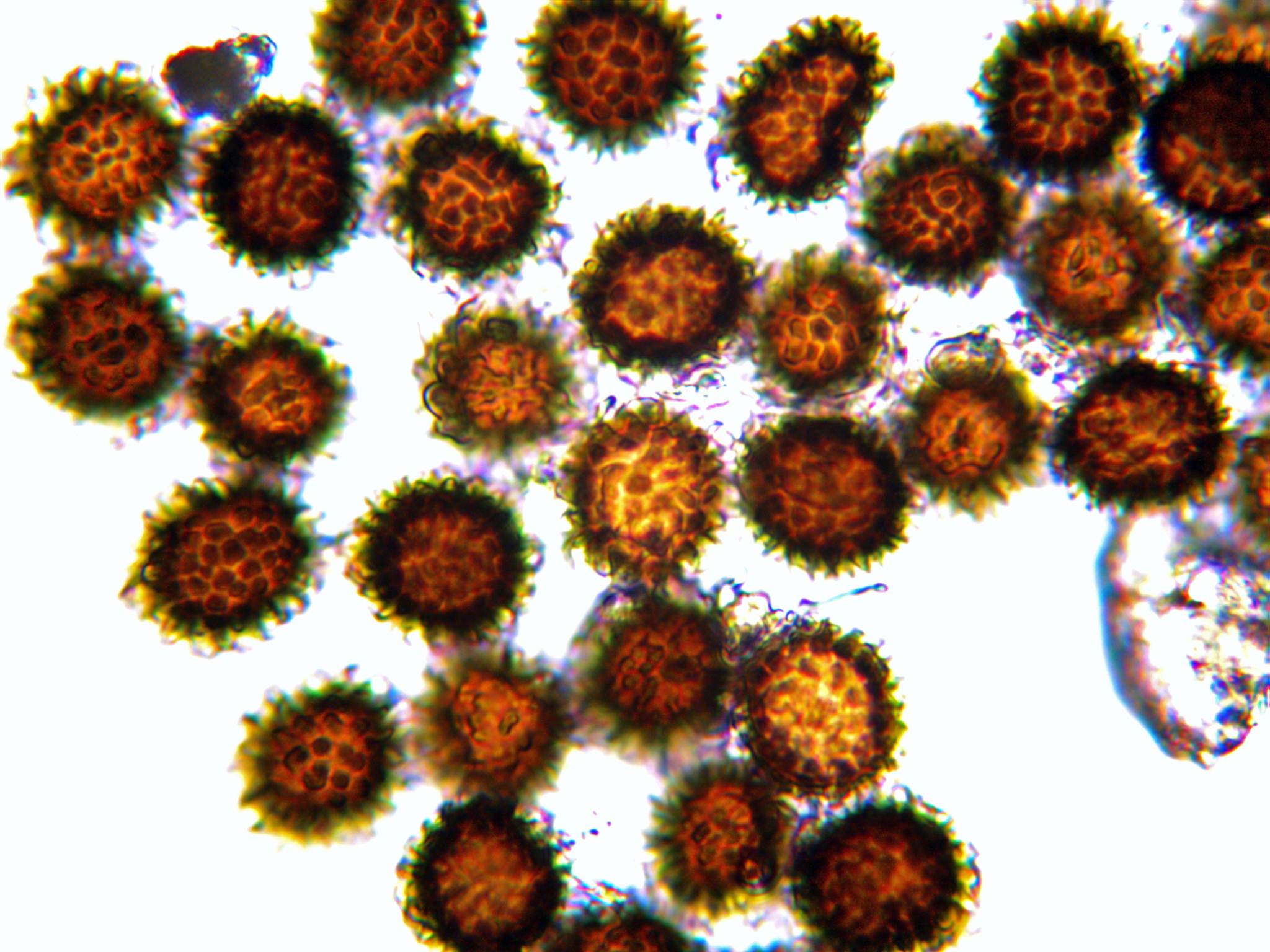 Tilletia Barclayana