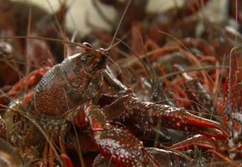 Cold weather slows crawfish growth hurts catch