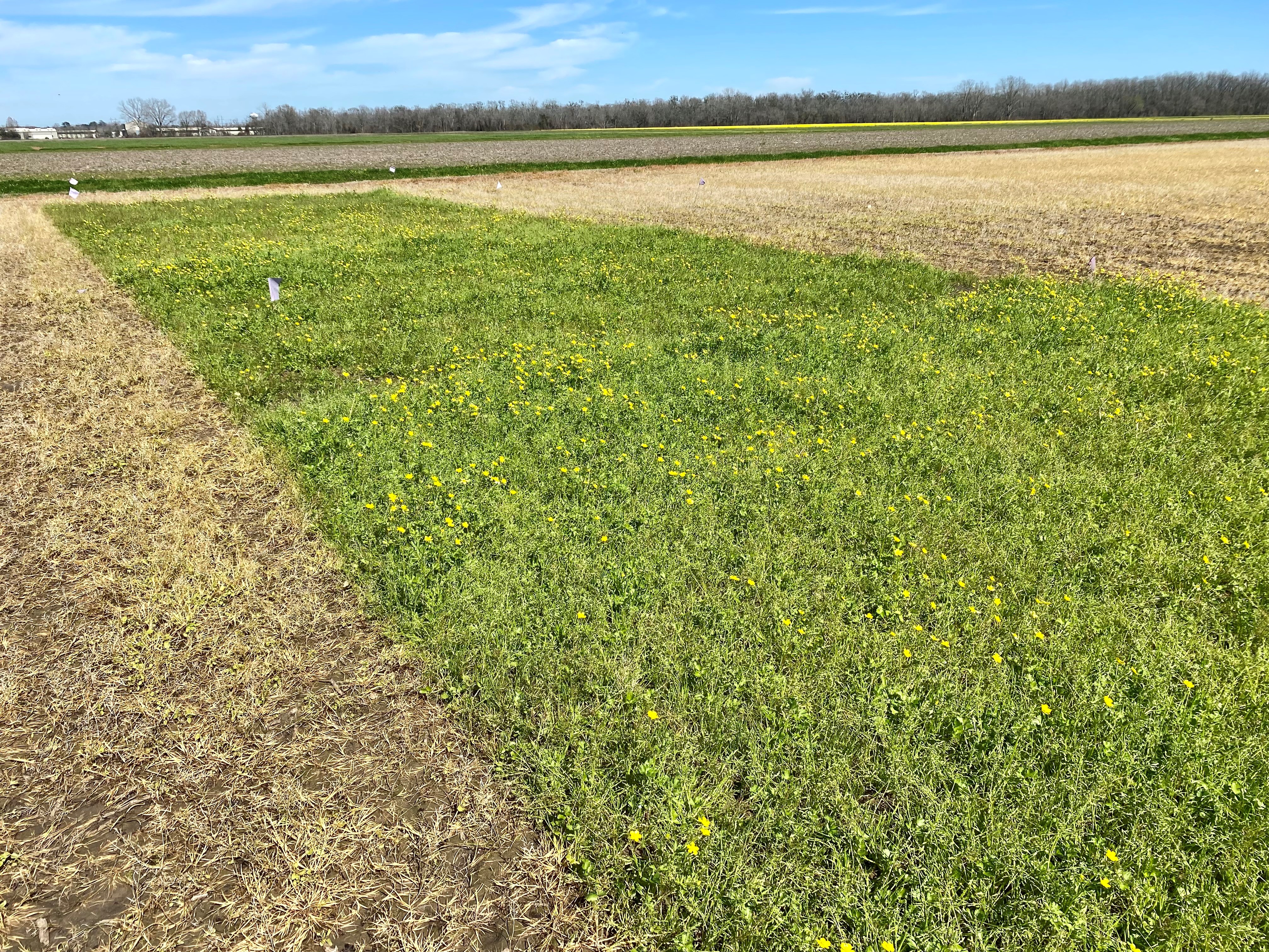 Field with cover crops.