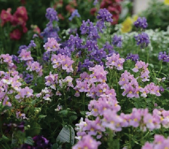 An image depicting Nemesia, a purple and lilac flower.