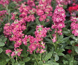 An image depicting Stock, a cottage flower that is light red and pink.