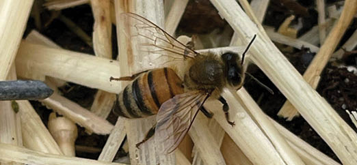 An image depicting a honey bee on grass and straw.