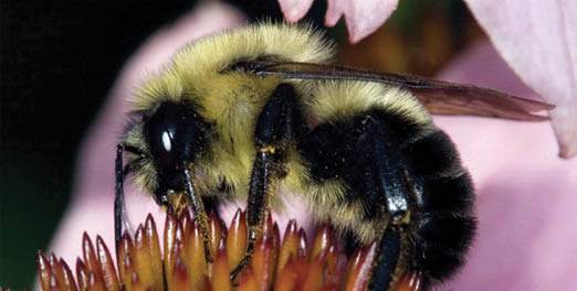 An image depicting a native bumblebee searching for pollen in a flower.