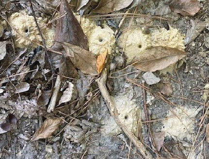 An image depicting ground with several entrances made by digger bees hidden by leaves and other debris.