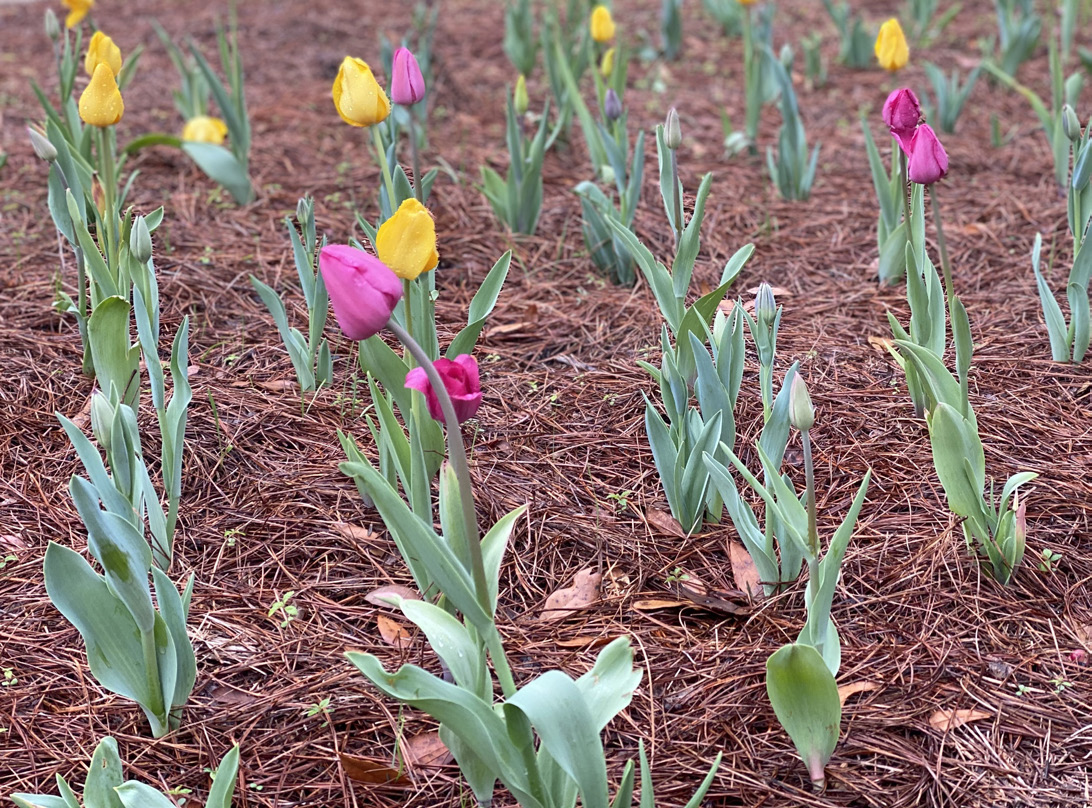 An image depicting a well-maintained flower bed in which yellow and pink tulips have been planted. The ground is covered by pinestraw.